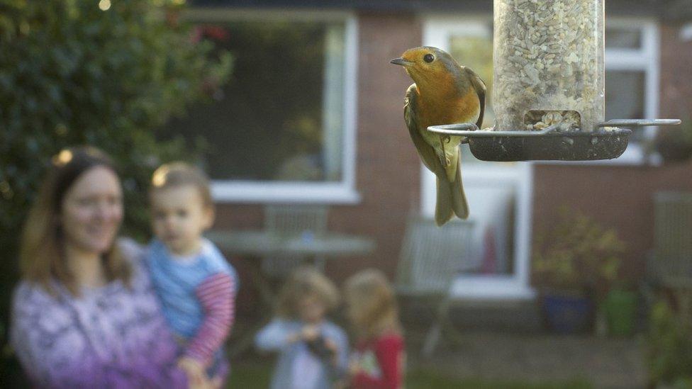 Teulu'n gwylio Robin goch ar fwydwr yn yr ardd