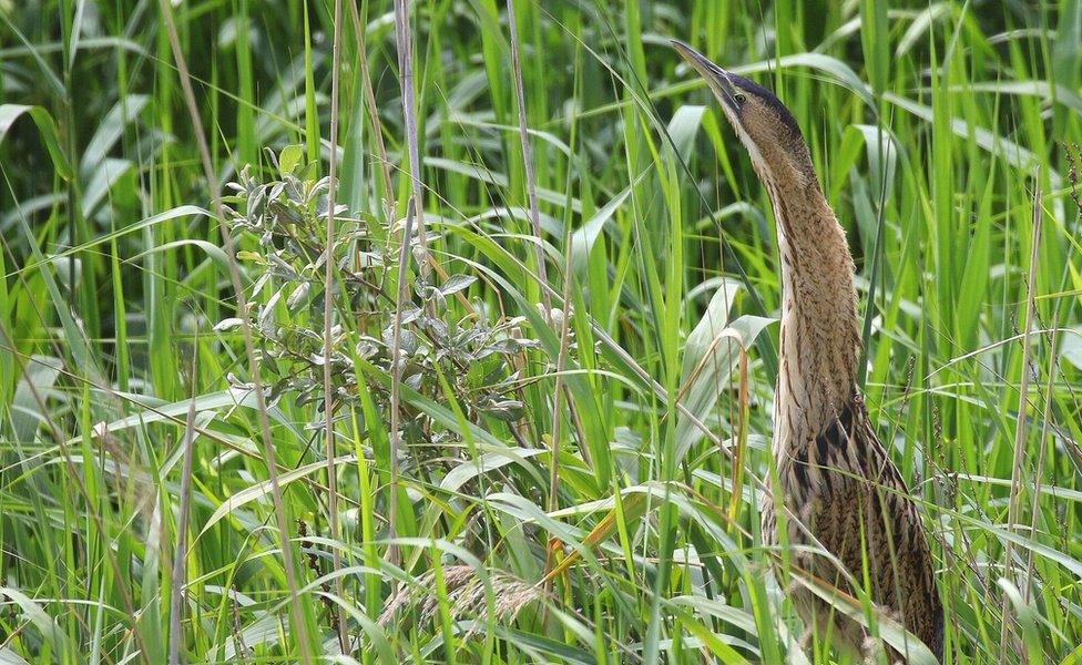 Bittern at Attenborough Nature Reserve