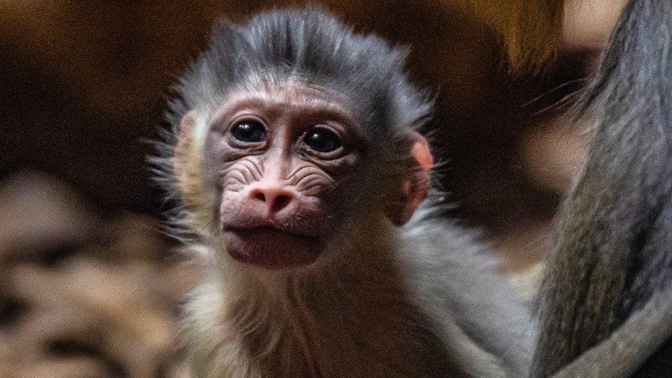 Baby mandrill