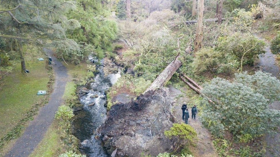 Coed wedi'u llorio yng Ngerddi Bodnant