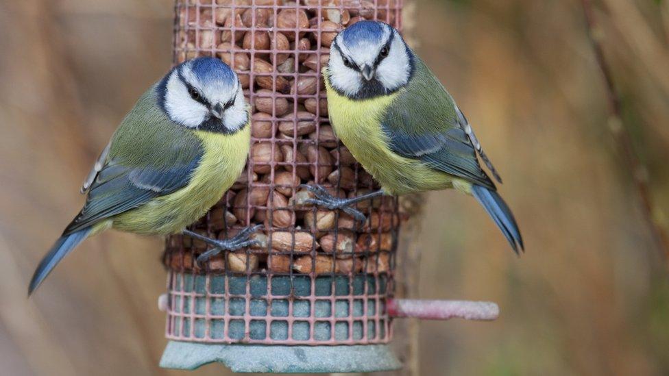 two-blue-tits-on-bird-feeder