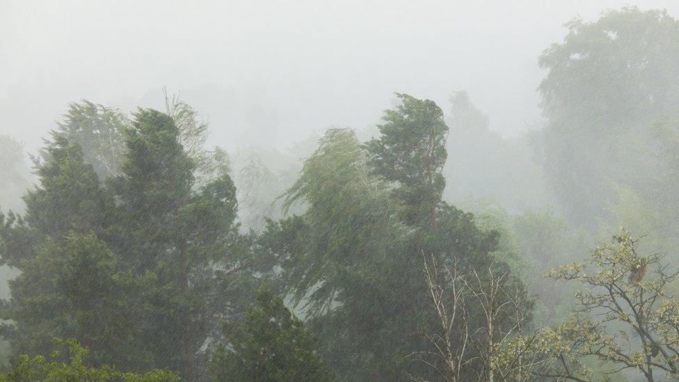 Trees being blown in the wind