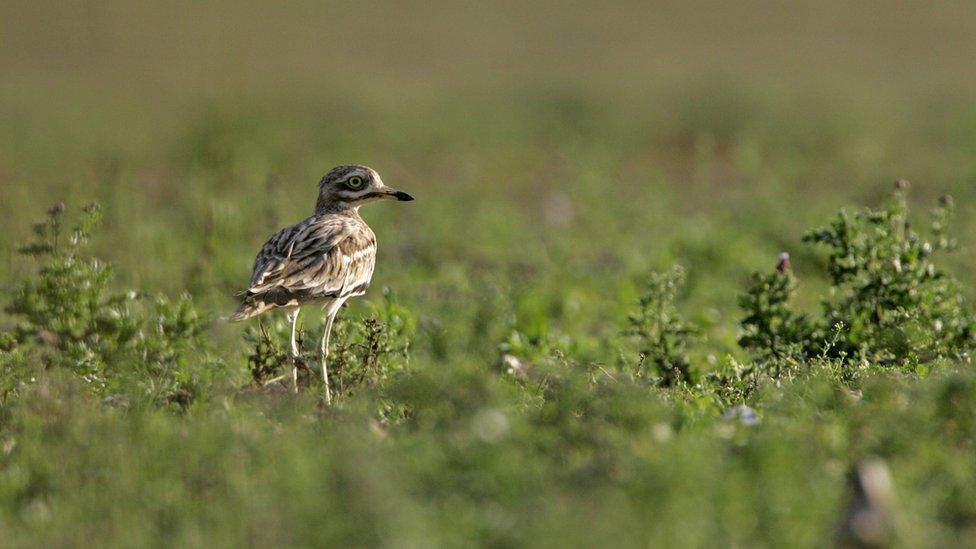 Stone curlew