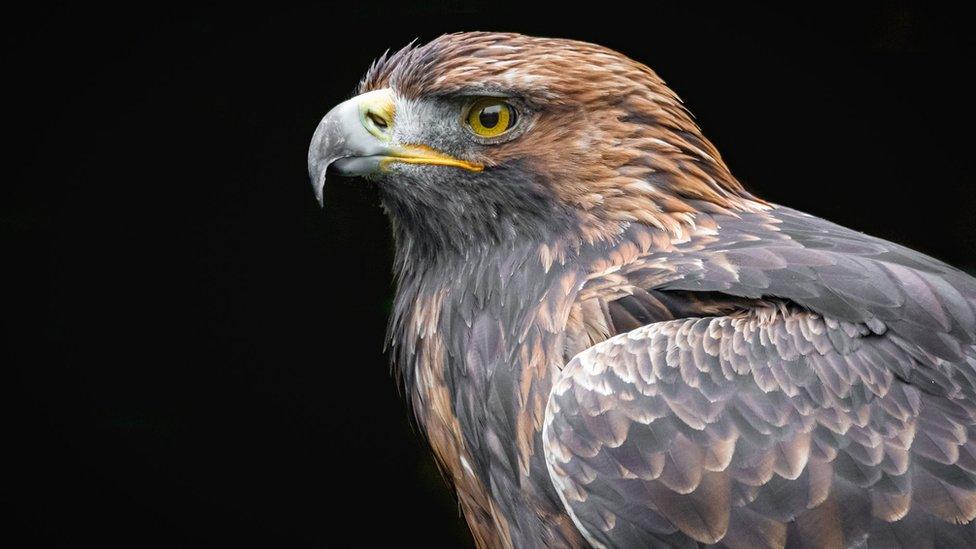 Golden eagle