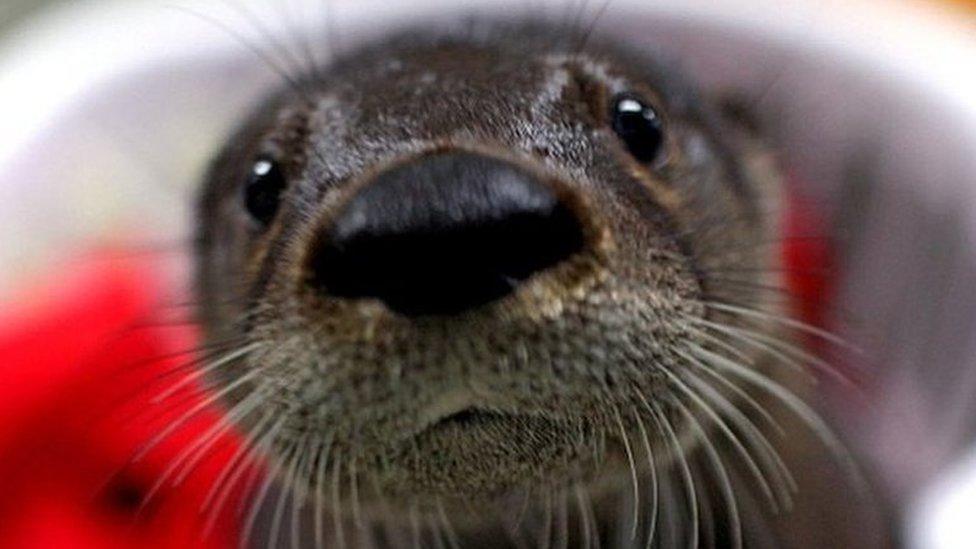 Otter cub