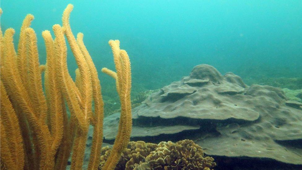 A view of the Varadero reef