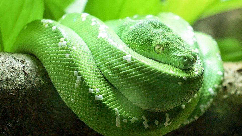 Green Emerald Snake.