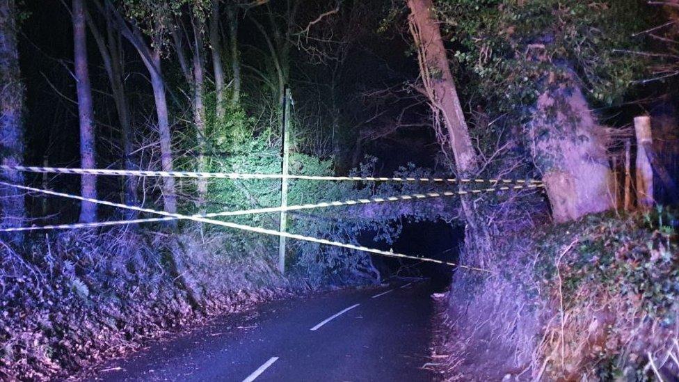 A fallen tree across a road