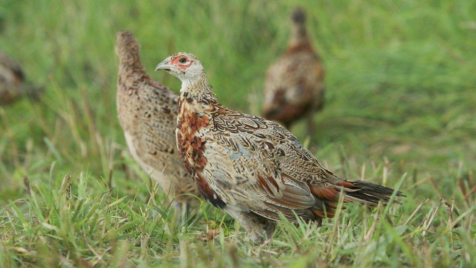 Pheasants