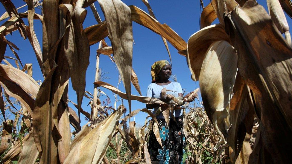 A subsistence farmer harvests maize on her small plot in Norton, a farming area outside Zimbabwe's capital, Harare - 10 May 2016