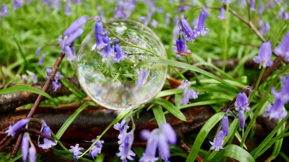 Bubble amongst bluebells