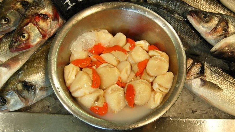 Scallops