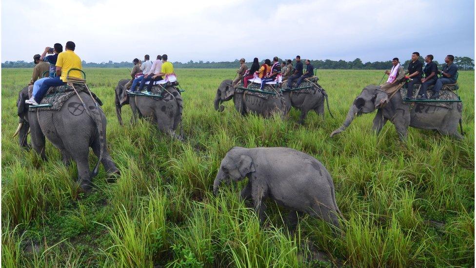 Baby elephant follows its mother as tourists go on an elephant safari on the opening day of the Kaziranga National Park in Bokakhat district of northeastern Assam state on October 1, 2016.