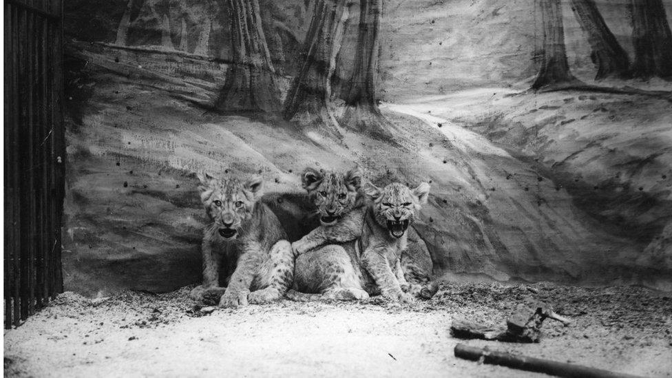 Lion cubs