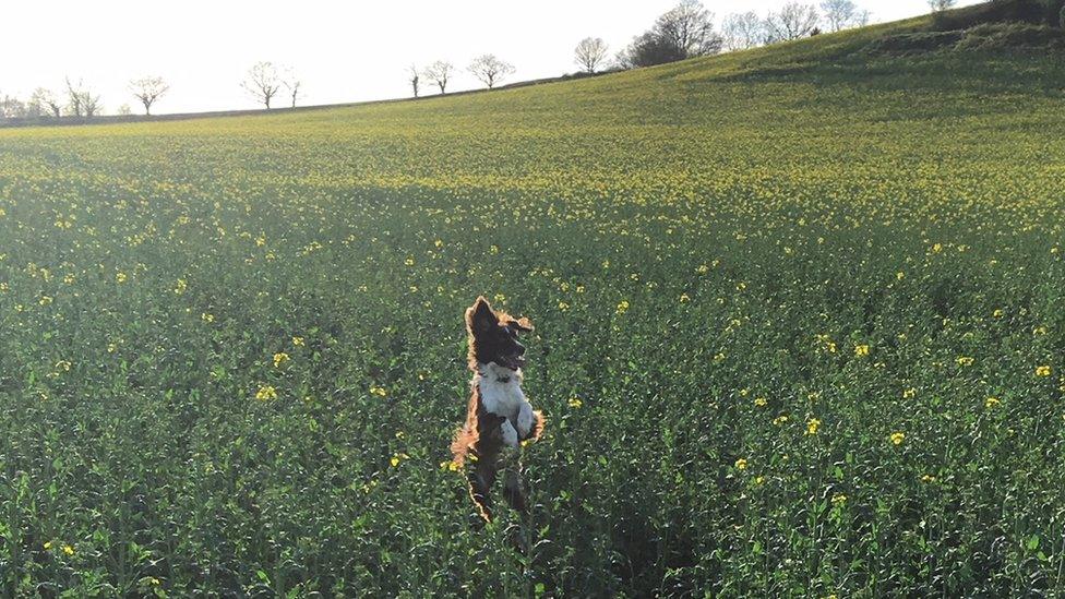 A dog jumping in a field