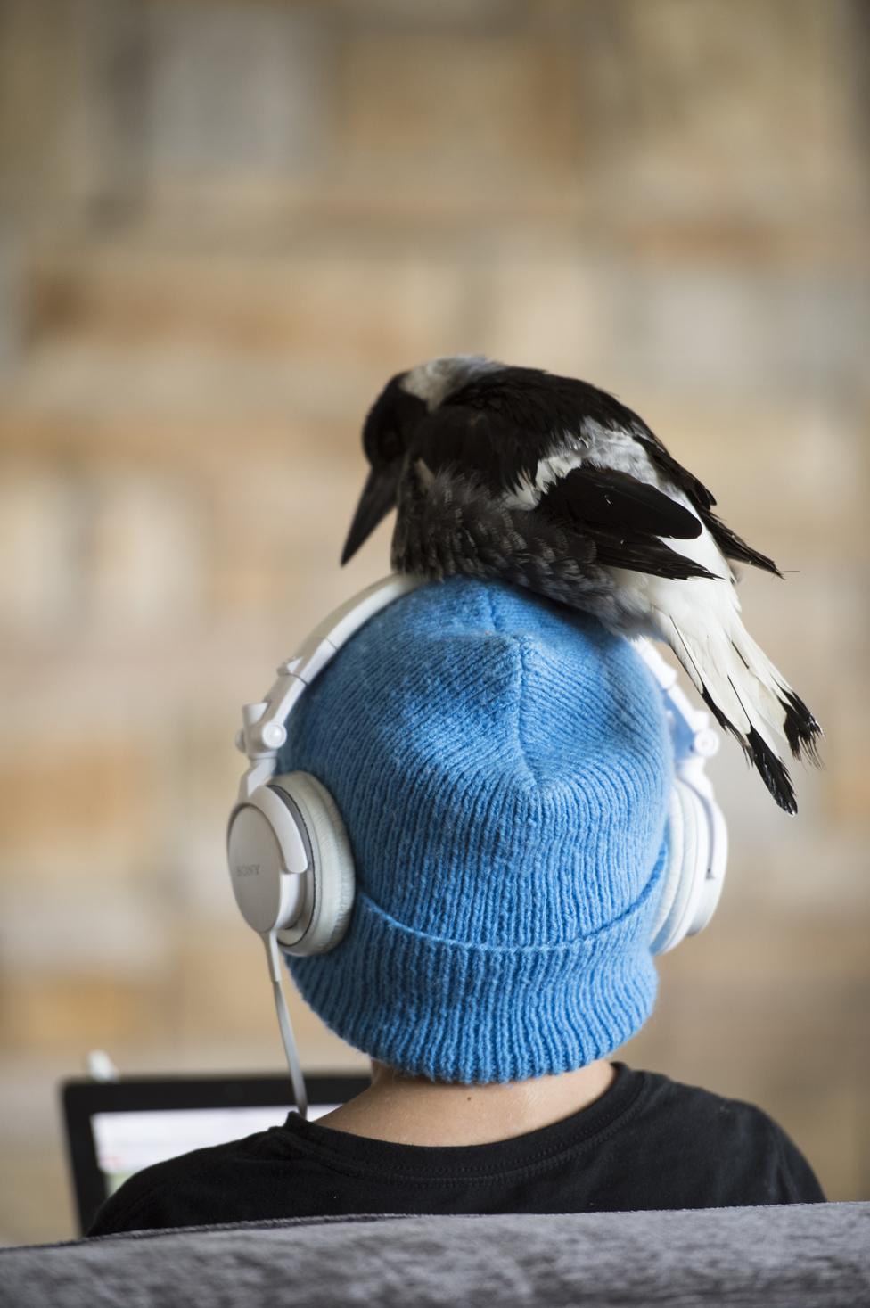 Penguin on someone's head