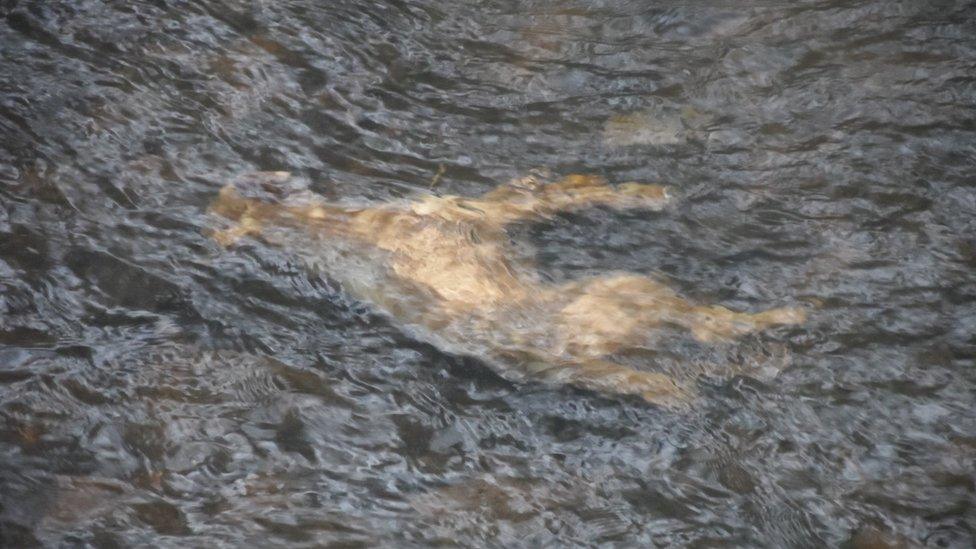 Dogs 'drowned, beaten and dumped in river' - BBC News