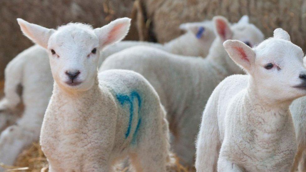 File picture of lambs