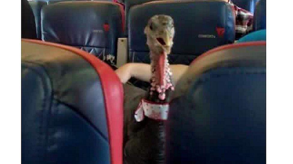 Turkey on a plane