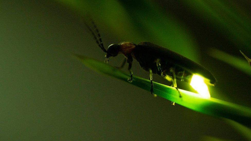 Firefly glowing on a plant