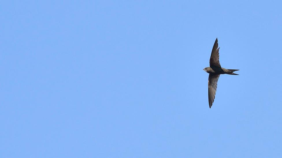 A swift in flight