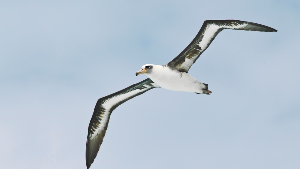 A Laysan Albatross feeds flying