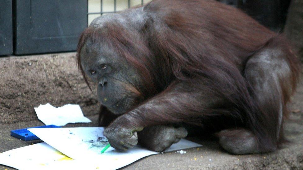 Female orangutan, Gypsy, draws a picture at Tama zoo outside Tokyo. Her favourite colours are blue and yellow.