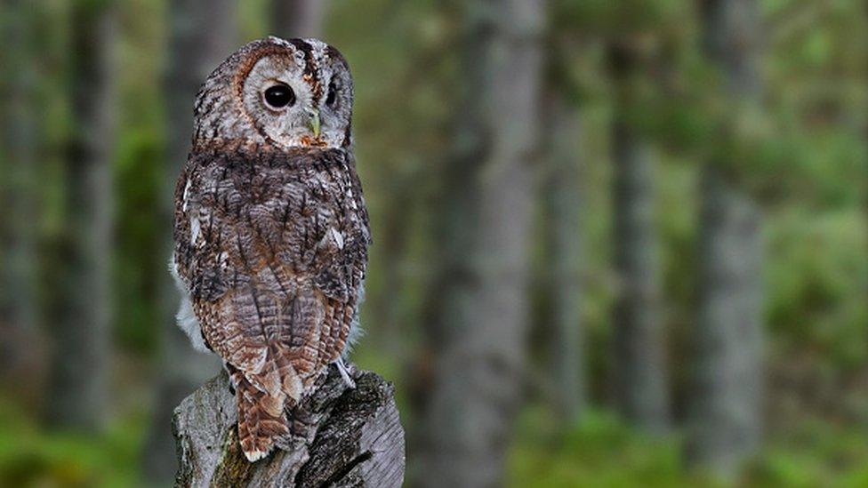 Tawny Owl