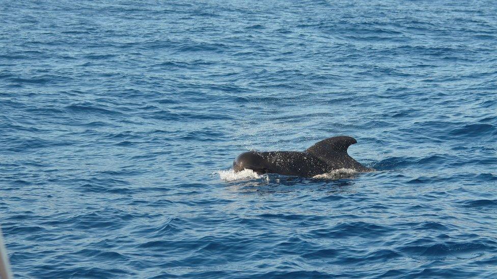 Short-finned pilot whale