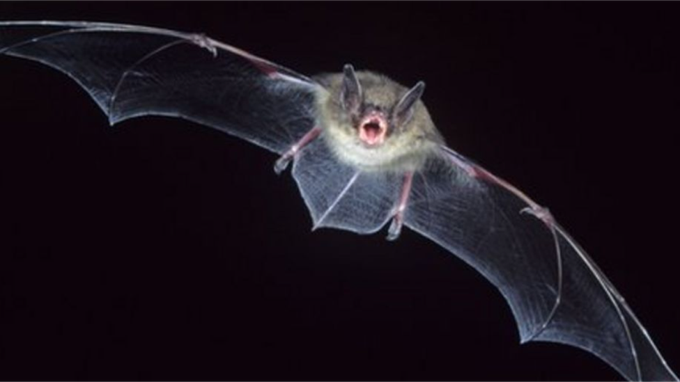 Bat flying