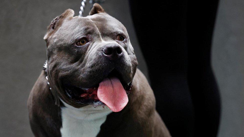 An American XL bully dog