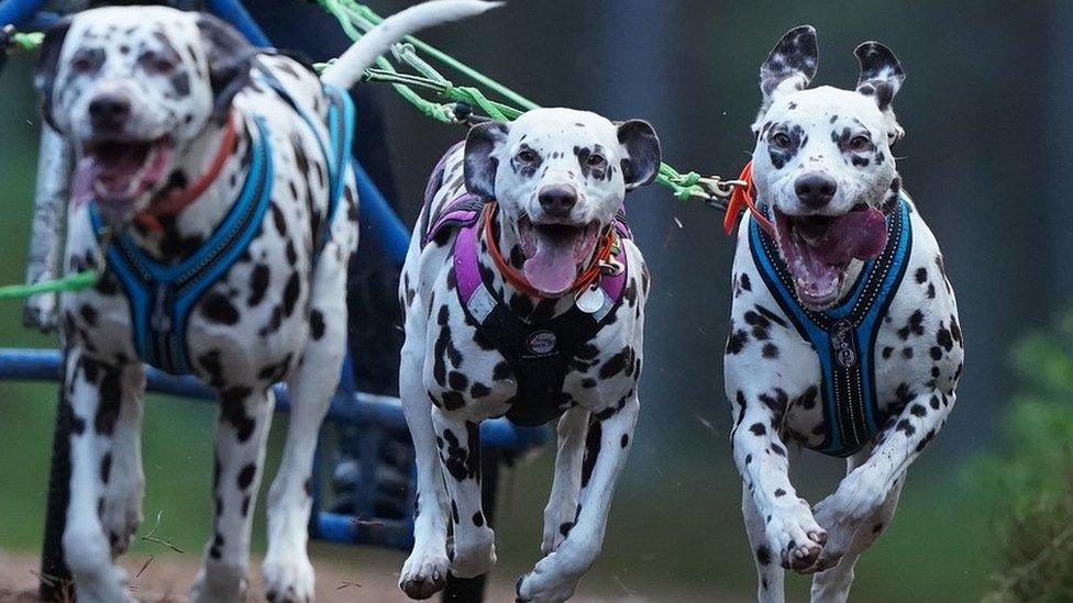 Sled dog rally