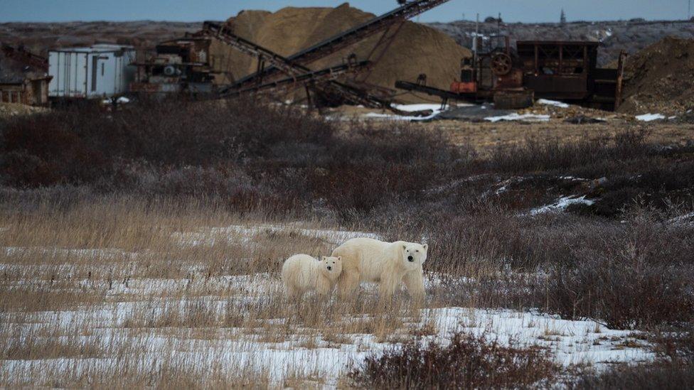 Polar bears near Churchill, Manitoba