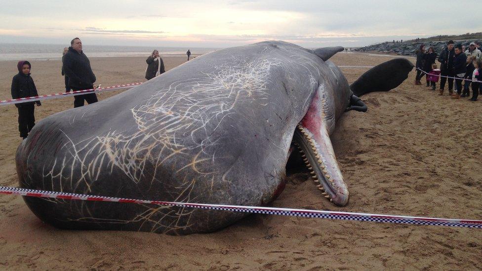 Dead sperm whale, Skegness