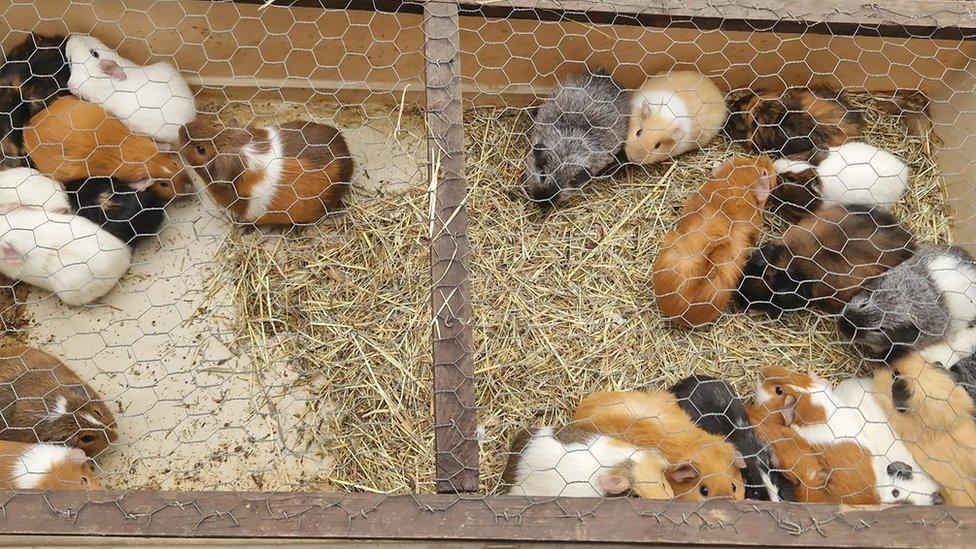 Abandoned guinea pigs