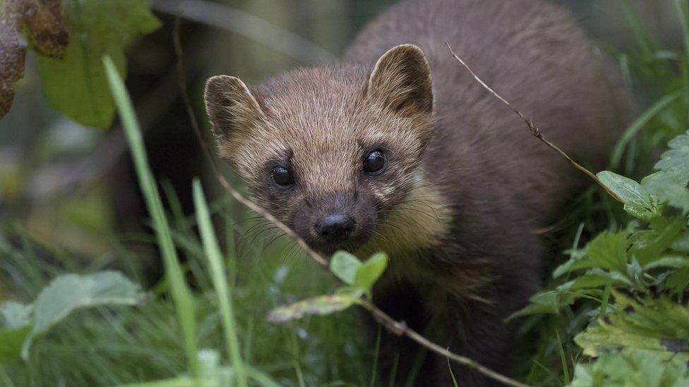 Pine Martens