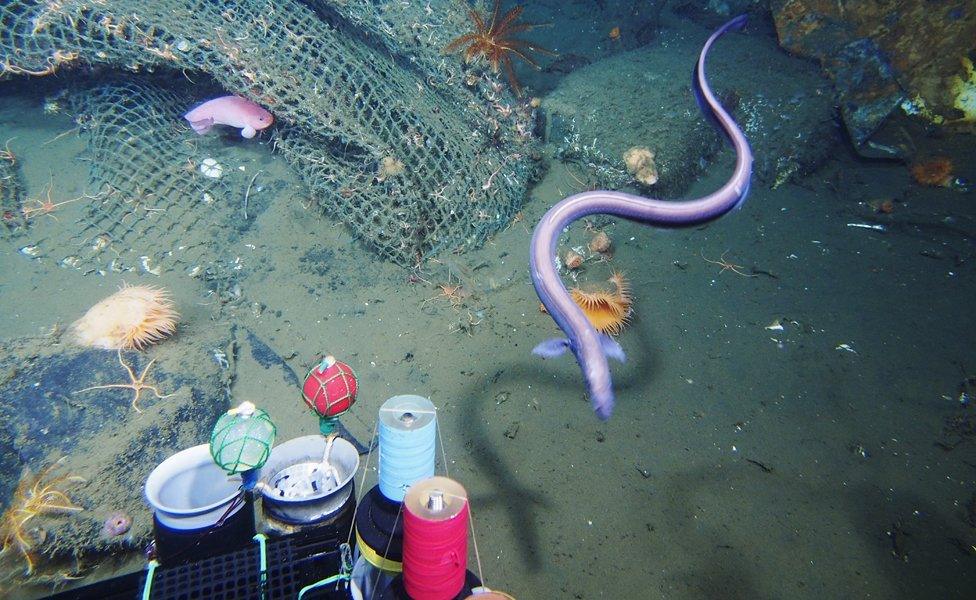 marine debris: fishing net sunk in 745m deep submarine canyon, pictured on July 14, 2014.