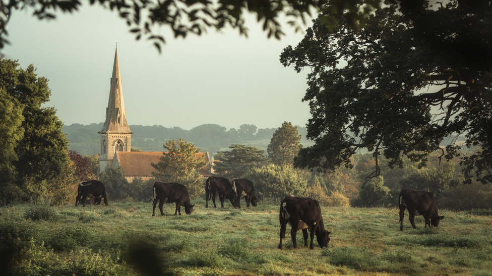 Cows in the landscape with a church in the distance