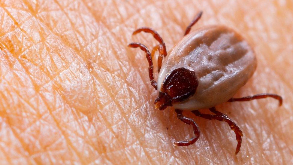 A tick on human skin