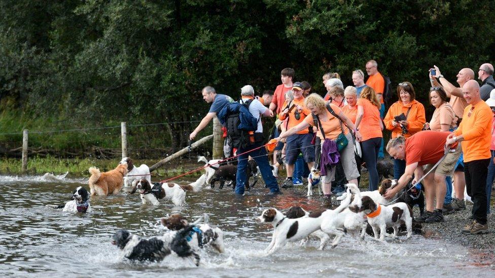 Dogs running into lake