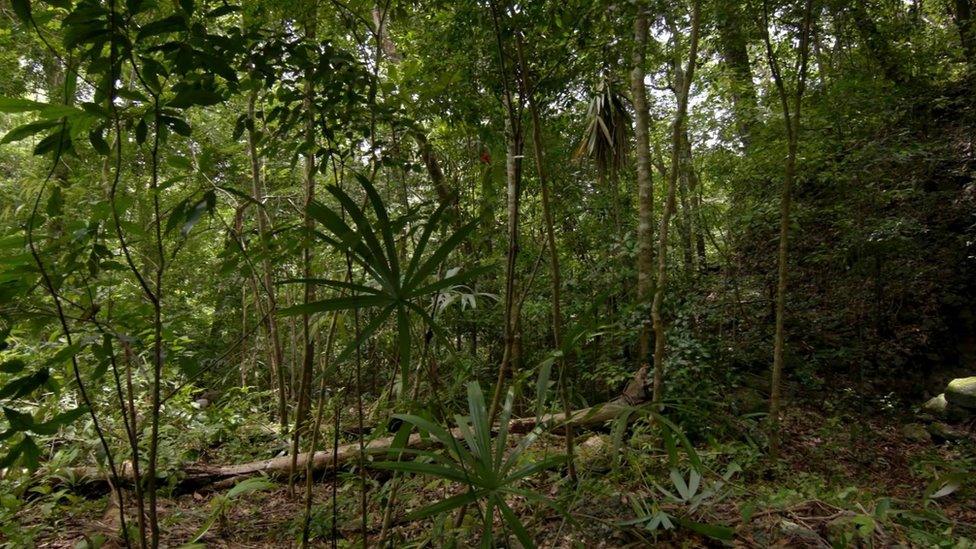 Guatemalan jungle with a mound covered in foliage in the background.