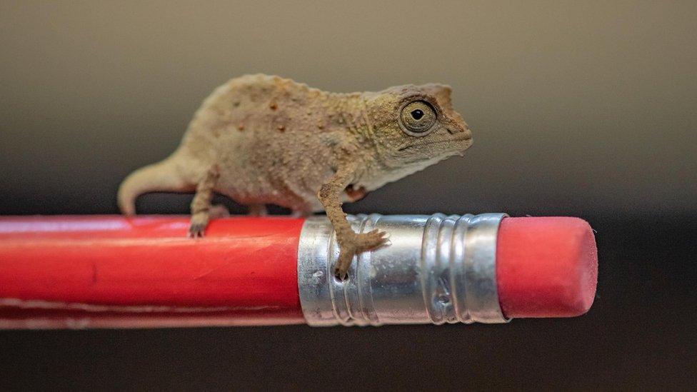 A baby bearded pygmy chameleon, one of three which have hatched at Chester Zoo, sits on the end of a pencil.