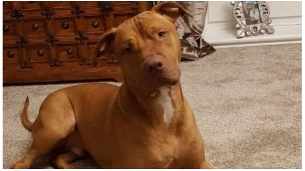 Buddy the XL bully looking at the camera inquisitively while sitting on the floor