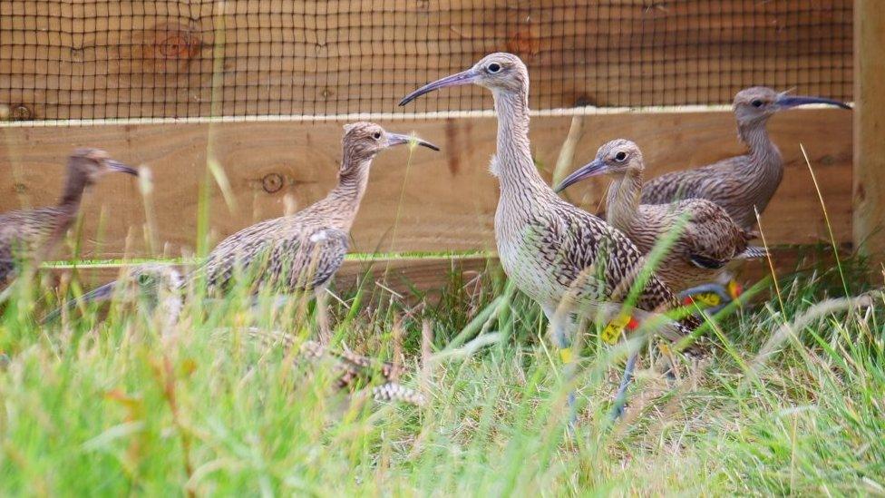 Curlew chicks