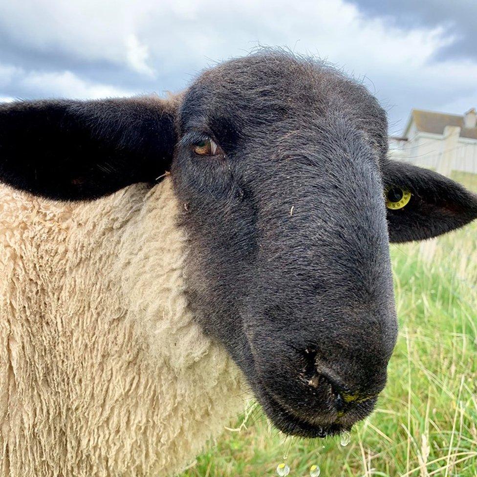 Norman the pet lamb