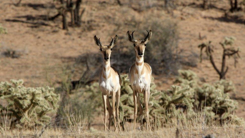 Sonoran pronghorn (c) Stephanie Doerries