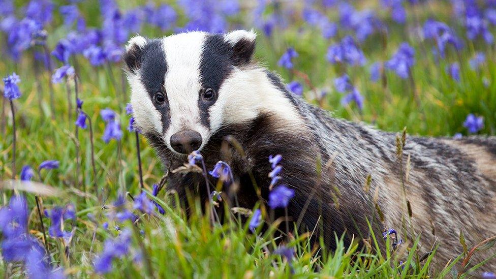 Badger