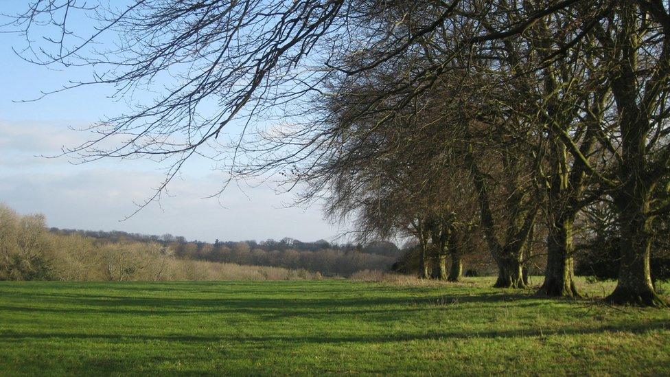 Grass on fields