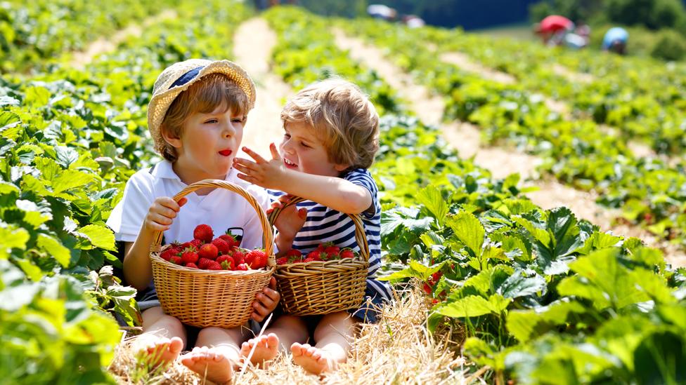 Strawberry picking