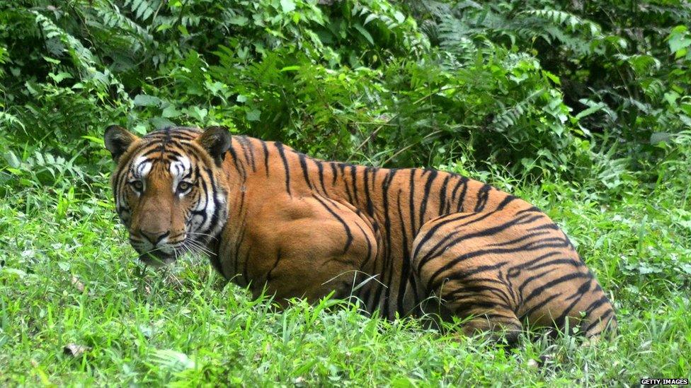 A bengal tiger